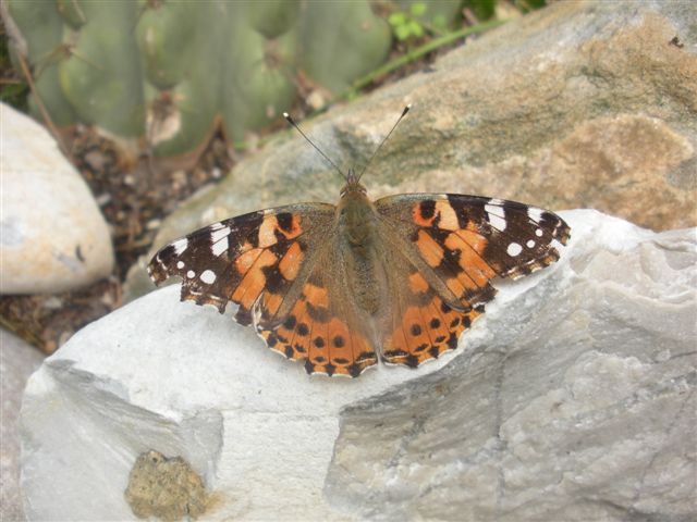 Lepidottero da determinare - Vanessa cardui